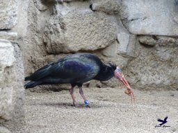Tiergarten Schönbrunn am 24.02.2026